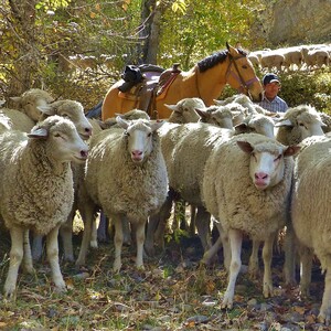 sheep%20near%20sheep%20bridge%20looking%20with%20herder%20credit%20carol%20waller%201-300?v=1