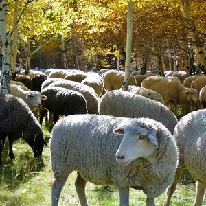 sheep%20resting%20under%20aspens%20post%20parade%20credit%20carol%20waller-300?v=1