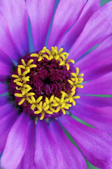 Electric Halo - Andrea Phox