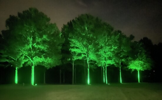 Lights illuminate trees 