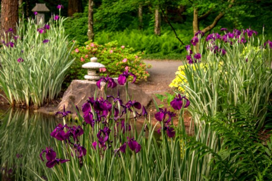 Japanese water garden with blooming Irises. 