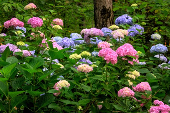 Hydrangeas in every color.