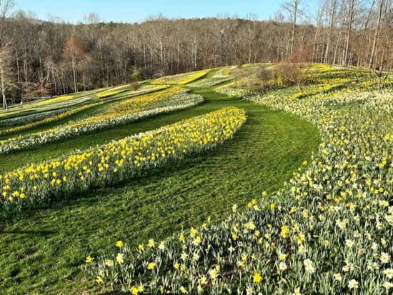 Flowing rivers of daisies line the hills of Gibbs Gardens