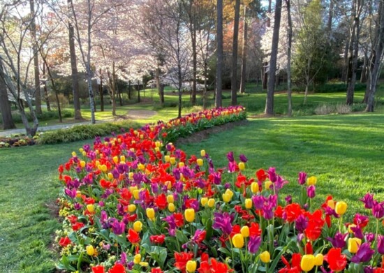 Carpet of tulips in full bloom