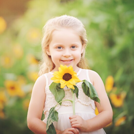 Linvilla Sunflowers