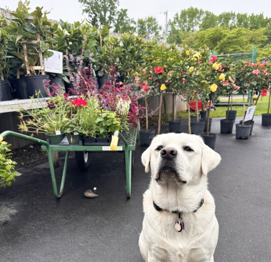 Miller's Greenhouses Friendly Mascot
