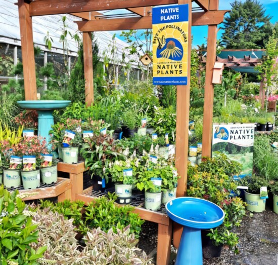 Mostardi  Garden Display