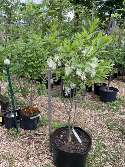 Rose Bud Trees and Shrubs