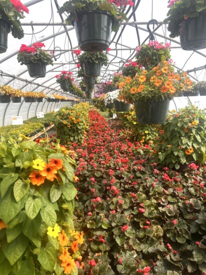 One of 12 Miller Greenhouses
