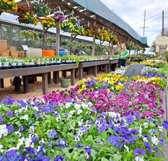 Wedgewood's Outdoor Display