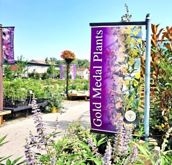Mostardi's Gold Medal Plants