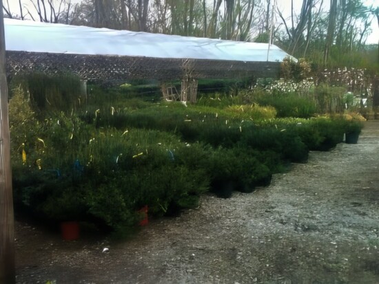 Hillside Nursery Shrubs
