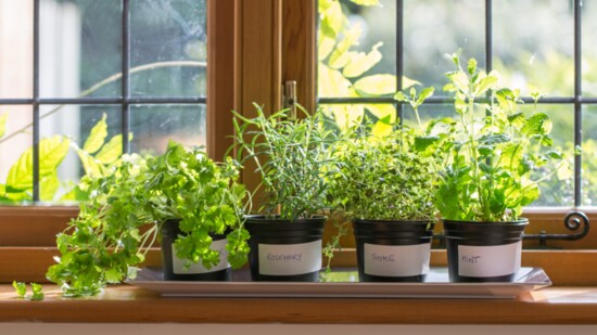 Indoor Gardening for Fun, Health & Sustainable Living