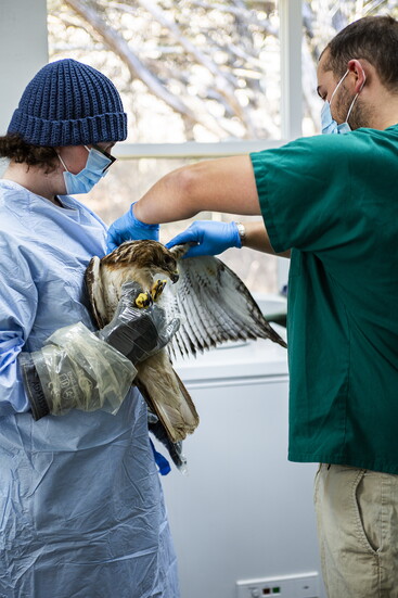 Will Funk and Mason Wade conduct an intake examination on an injured red-tailed hawk.