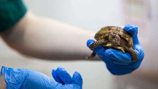 WildCare receives hundreds of turtles each year like this box turtle. 