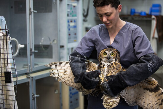 Dr. Mattie conducts a routine veterinary check on one of WildCare's great horned owl patients.