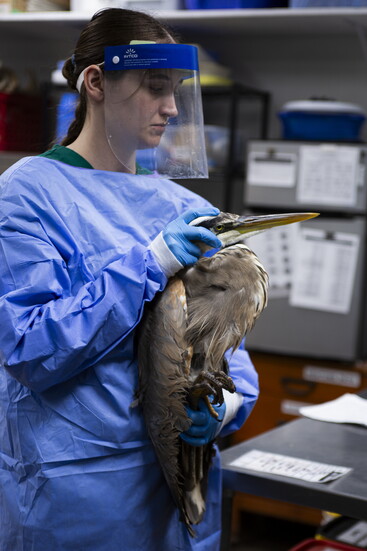 Great blue herons use their beaks to defend themselves, so staff wear proper eye protection when handling these gentle giants.
