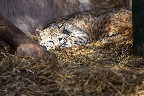 WildCare takes in a wide range of animals for care and treatment, including bobcats.