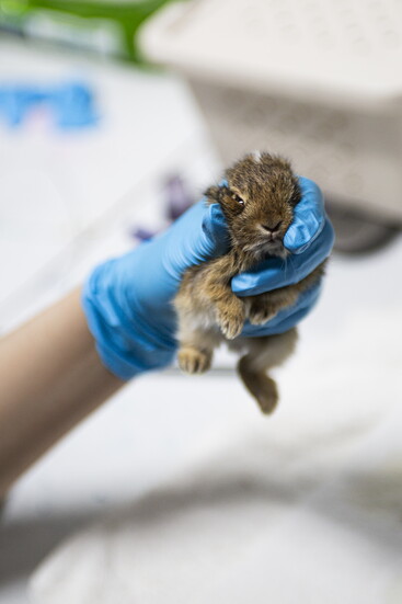It takes special people to work with eastern cottontails. Prone to capture myopathy, they must be minimally and calmly handled to be successfully rehabilitated.
