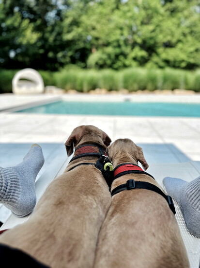 Jay's Isabella Dachshunds, Neo and Bella. Photo courtesy Jay Manuel.