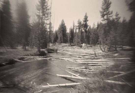 "Trees Fallen in River," 35mm camera pinhole image by Travis Kuhl.