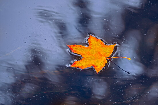 2. Leaf Racing