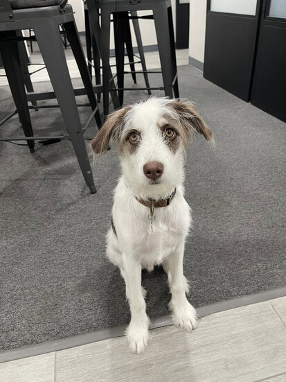 Pilsner, the office pup