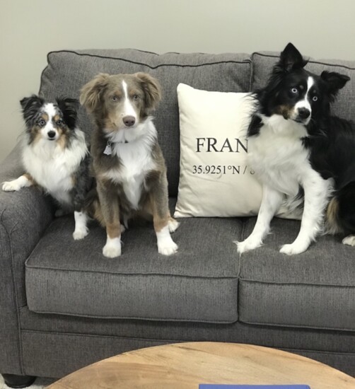 Visitors to Shellnut Insurance are greeted by Nala, Jax and Macie, a trio of Australian Shepherds who serve as the agency's mascots