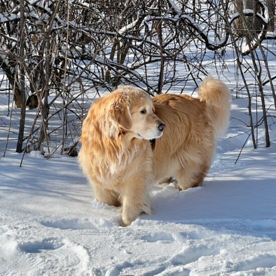 I love the snow!