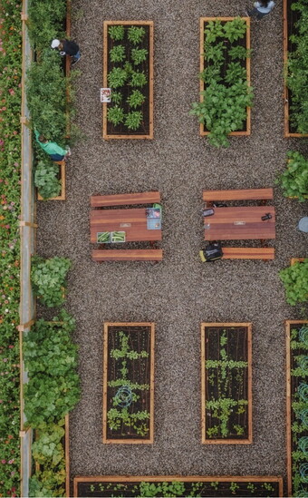 Hungry Harvest Garden