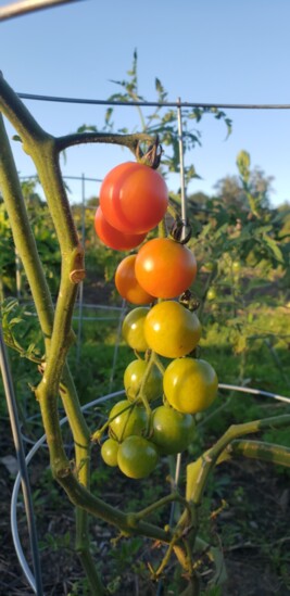 Cherry tomatoes ripening in the sun.