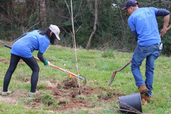 Volunteers work to plant trees for Arbor Day.