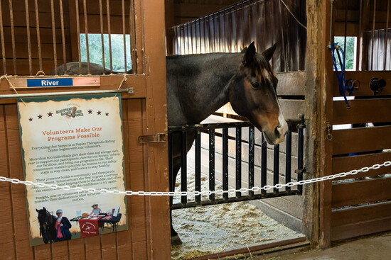 One of NTRC's Favorite Horses, River