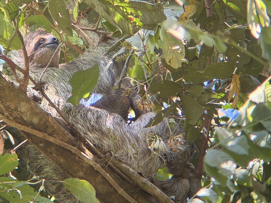Sloth at Manoel Antonio National Park