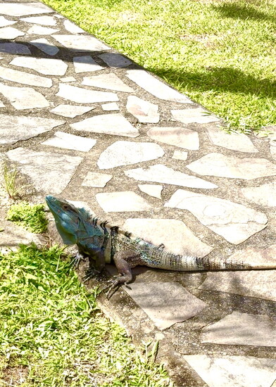 Iguana