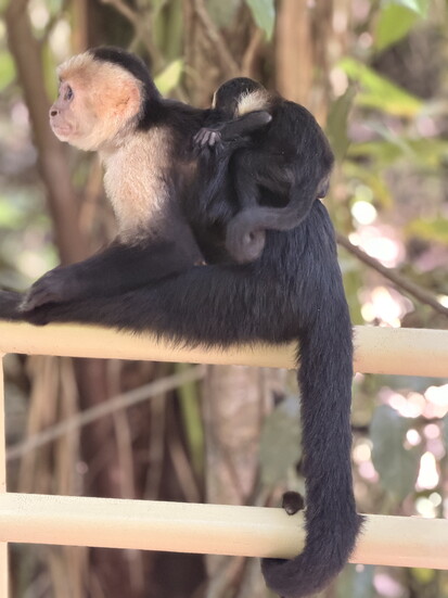 Monkey seen in Manoel Antonio National Park