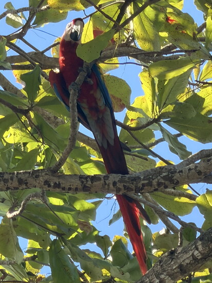 Scarlett Macaw seen from any beach