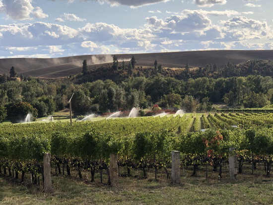 Late summer light stretches across Figgins vineyard, sprinklers cool the vines and dust trails behind the tractor…Walla Walla’s ag scene on full display
