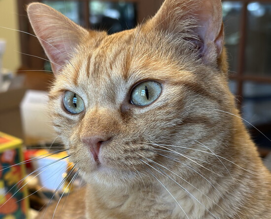 Sneezy (adopted and narrowly lived through more than half of his nine lives!)