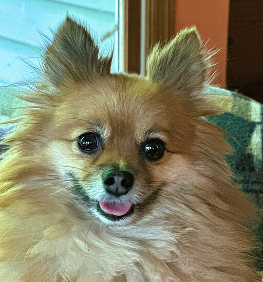 Nova (joyfully rescued after being given up due to a human baby arrival!)