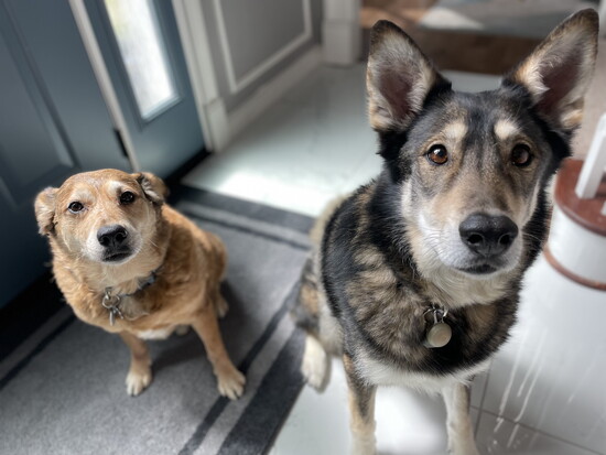 Leroy and Kahlúa (both adopted at different times, however became a dynamic duo!) Photo by Sydelle Gray