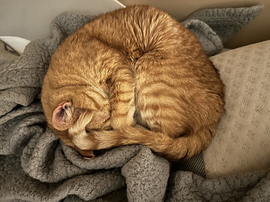 Solo (lovingly rescued from an only child litter; born May 4th so The Force Is With Him and named after Han Solo!)
