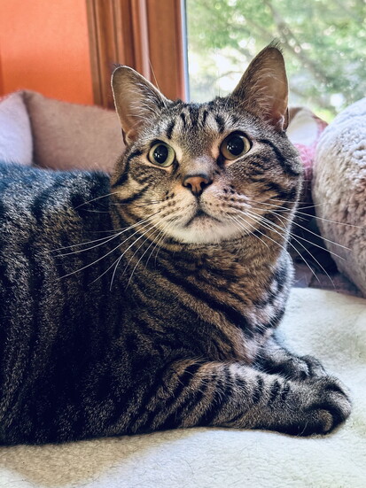 Simba (ardently rescued, still a scaredy-cat!)