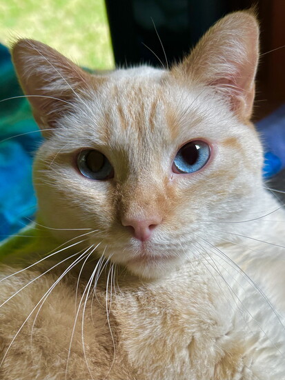 Starfire (affectionately rescued; Ol' Blue Eyes got's nothing compared to this one!)