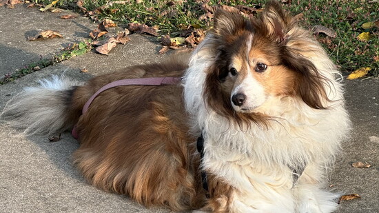 Kirra (appreciatively rescued and herds her furry siblings!)