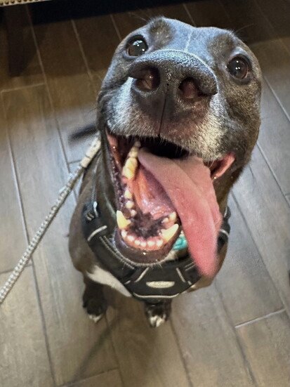 Sedric (devotedly rescued off the streets, illness, energy and all!)