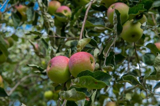 Apple trees at Dondero Farms. 