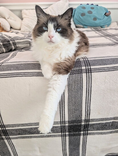 Marshmallow Fluffington shared by Nathalie Angulo Courtney 