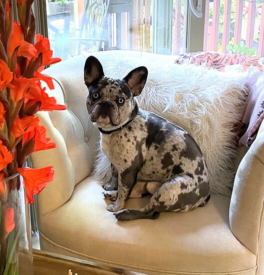 Axl 