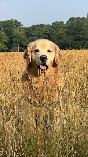 Teddy 